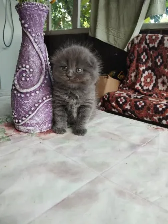 Шотландские котята Донецк