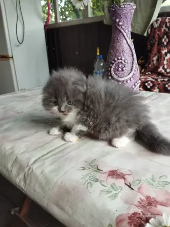 Шотландские котята Донецк
