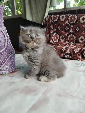 Шотландские котята Донецк