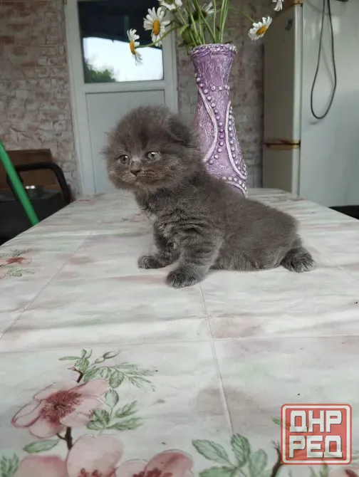 Шотландские котята Донецк - изображение 2