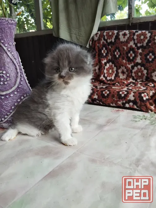 Шотландские котята Донецк - изображение 3