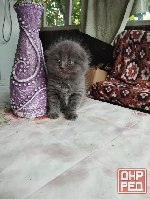 Шотландские котята Донецк - изображение 1