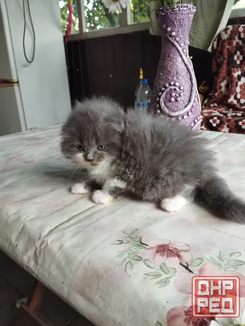Шотландские котята Донецк - изображение 4