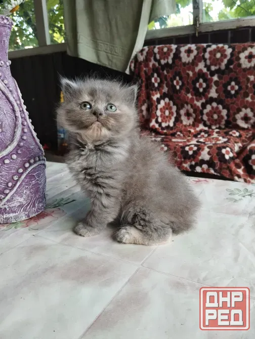 Шотландские котята Донецк - изображение 5