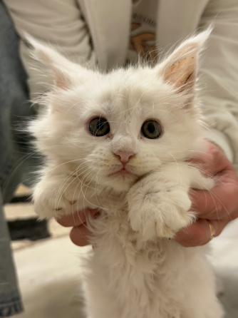 Продам Котят Амвросиевка
