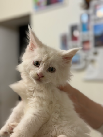 Продам Котят Амвросиевка