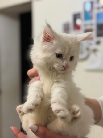 Продам Котят Амвросиевка