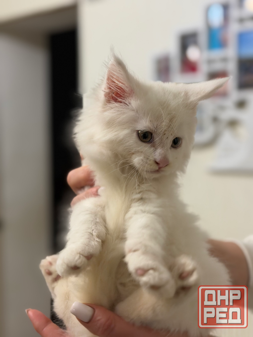 Продам Котят Амвросиевка - изображение 3