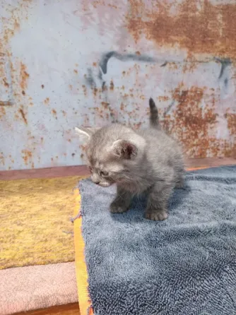 Отдам котёнка в добрые руки Донецк