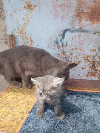 Отдам котёнка в добрые руки Донецк