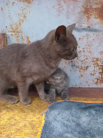 Отдам котёнка в добрые руки Донецк