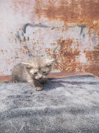Отдам котёнка в добрые руки Донецк
