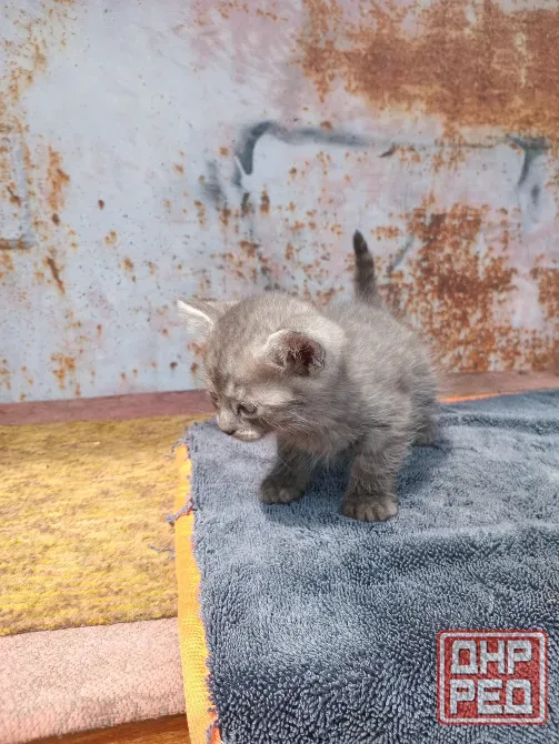 Отдам котёнка в добрые руки Донецк - изображение 4
