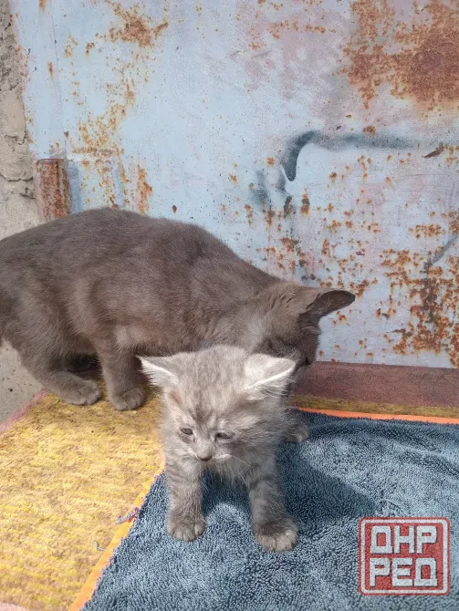 Отдам котёнка в добрые руки Донецк - изображение 2