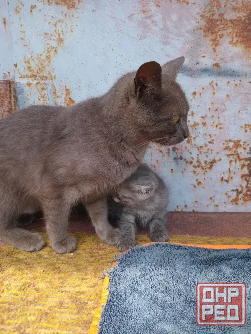 Отдам котёнка в добрые руки Донецк - изображение 3
