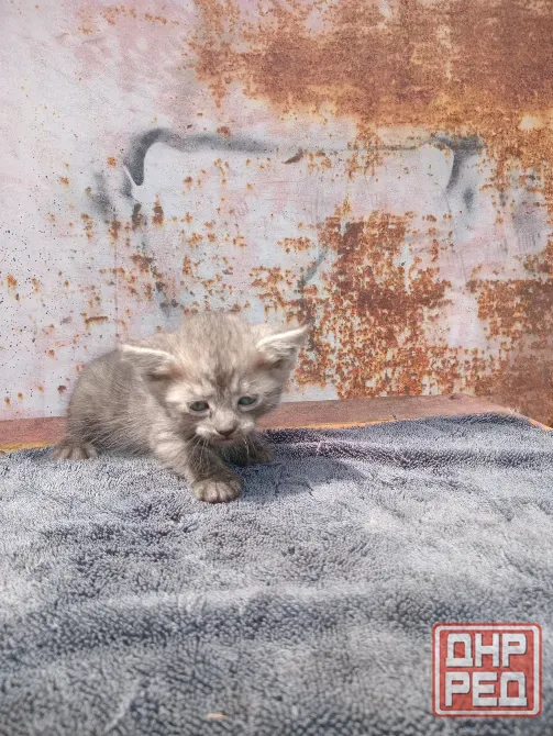 Отдам котёнка в добрые руки Донецк - изображение 1