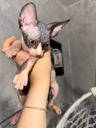 Котята канадского сфинкса Докучаевск