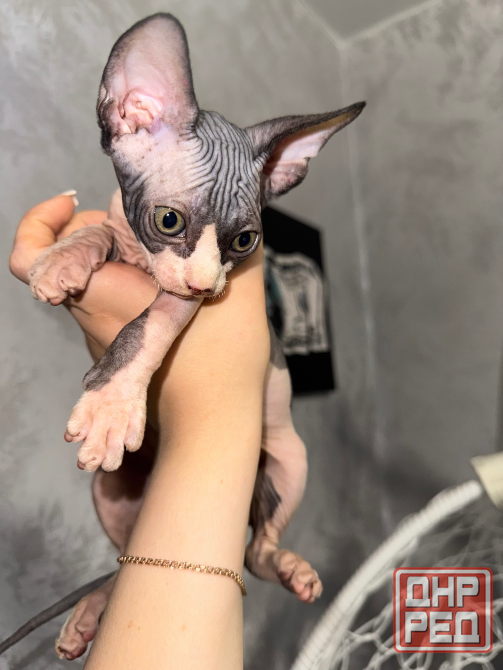 Котята канадского сфинкса Докучаевск - изображение 2