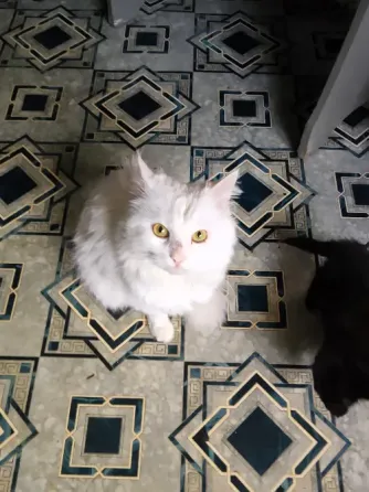 Отдам котёнка Донецк