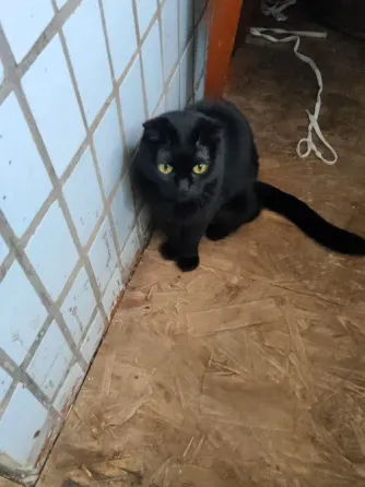 Отдам котёнка Донецк