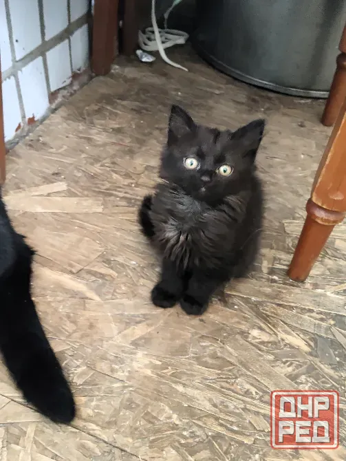 Отдам котёнка Донецк - изображение 1