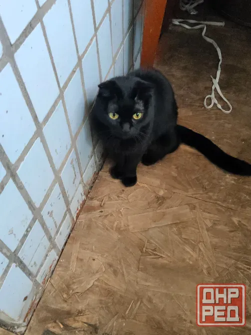Отдам котёнка Донецк - изображение 4