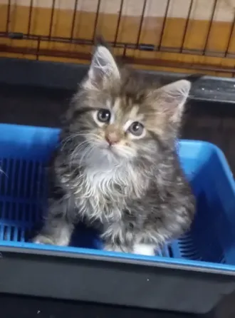 Мейн-кун котята 25000 Донецк