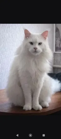 Мейн-кун котята 25000 Донецк