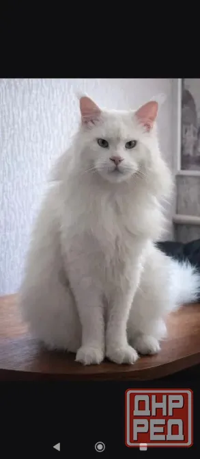 Мейн-кун котята 25000 Донецк - изображение 5