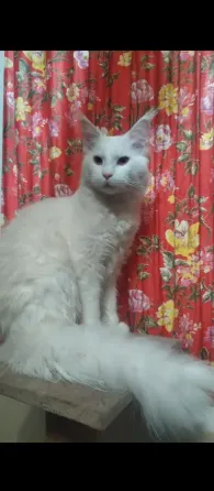 Мейн-кун Кот на Вязку Донецк
