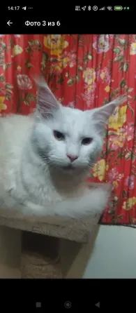 Мейн-кун Кот на Вязку Донецк