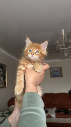 Продаются котята породы Мейн-кун Донецк