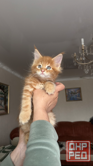 Продаются котята породы Мейн-кун Донецк - изображение 1