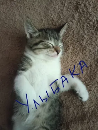 котята Донецк