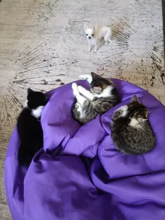 котята Донецк