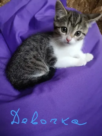 котята Донецк