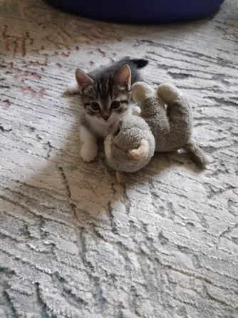 котята Донецк