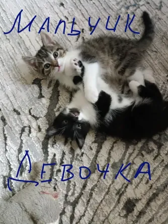 котята Донецк