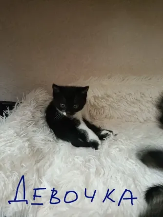 котята Донецк