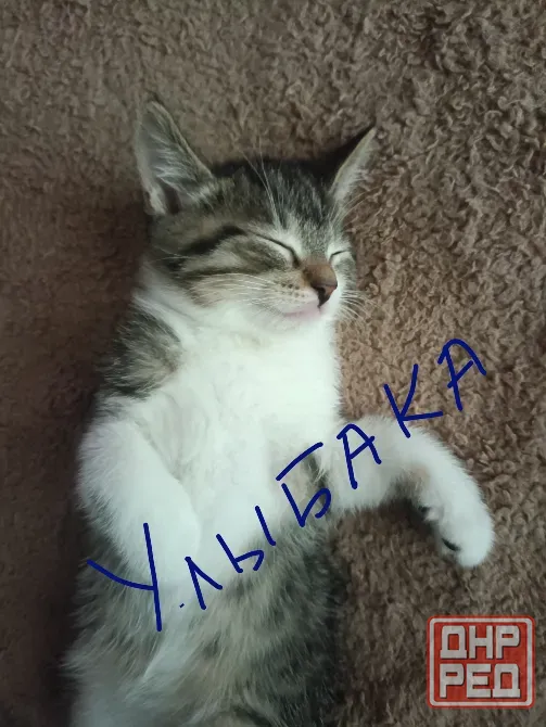 котята Донецк - изображение 4