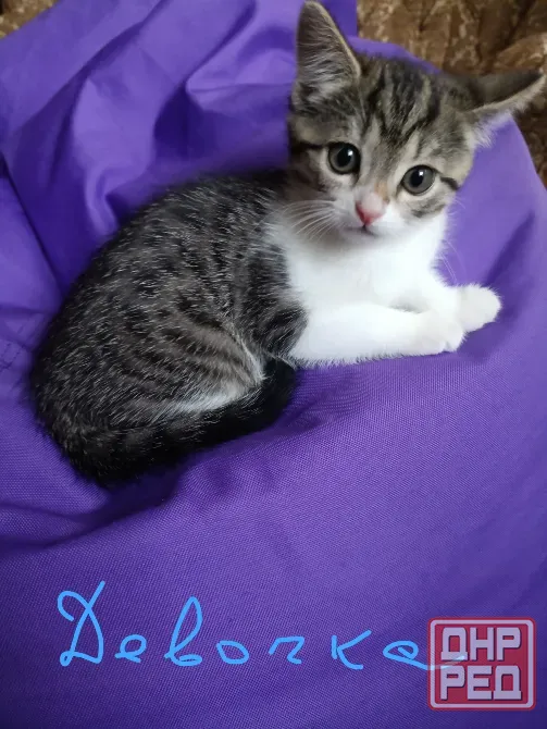 котята Донецк - изображение 3