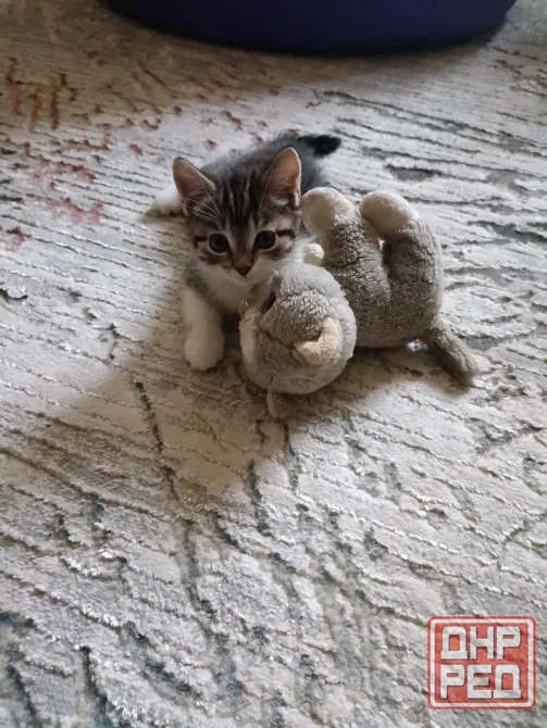 котята Донецк - изображение 5