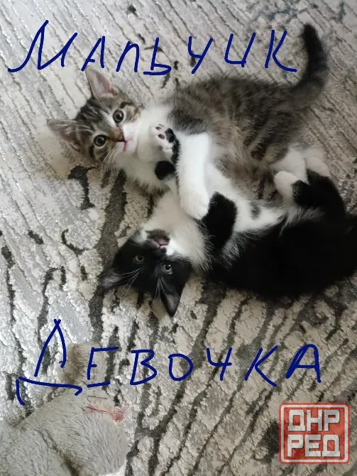котята Донецк - изображение 2