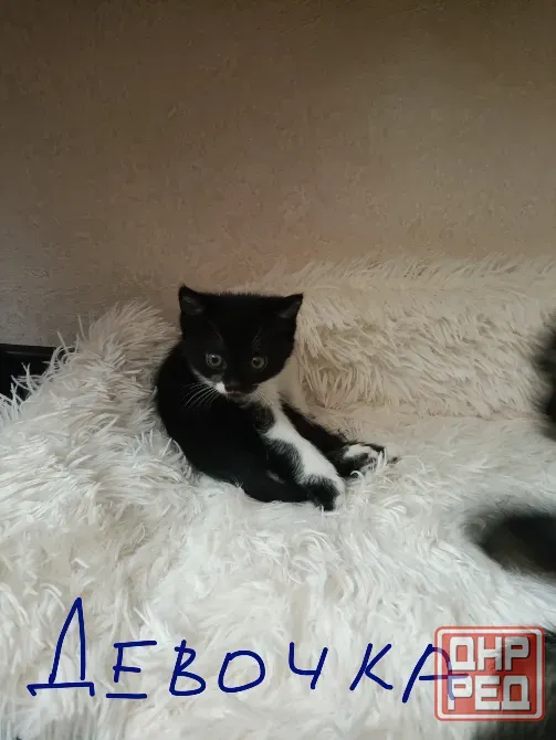 котята Донецк - изображение 6