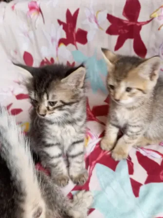 Отдам котят в хорошие руки Макеевка