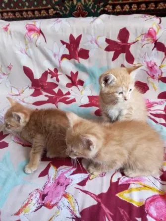 Отдам котят в хорошие руки Макеевка