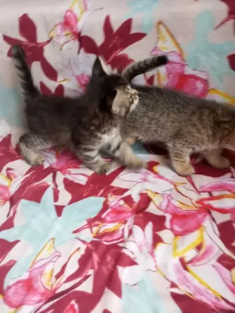 Отдам котят в хорошие руки Макеевка