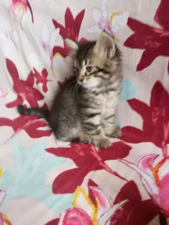 Отдам котят в хорошие руки Макеевка