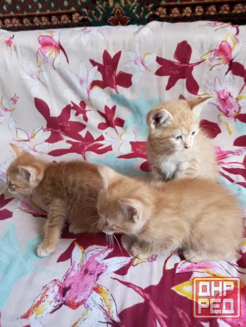 Отдам котят в хорошие руки Макеевка - изображение 1