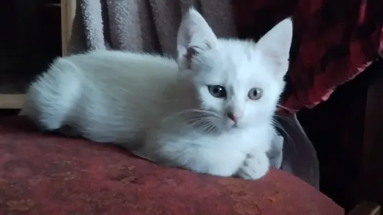 Котята ищут новый дом Донецк